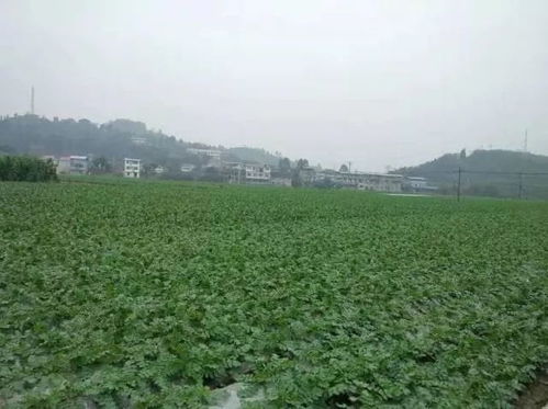 关注 一棵蔬菜的旅程 直击广东蔬菜供应全链条
